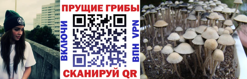 хочу наркоту  Волчанск  Галлюциногенные грибы Psilocybine cubensis 